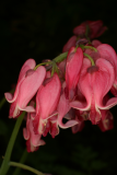 Dicentra 'King of Hearts' RCP5-06 168.jpg